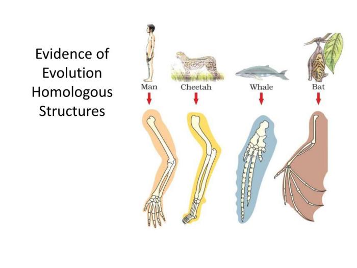 Evidence of evolution pogil answers