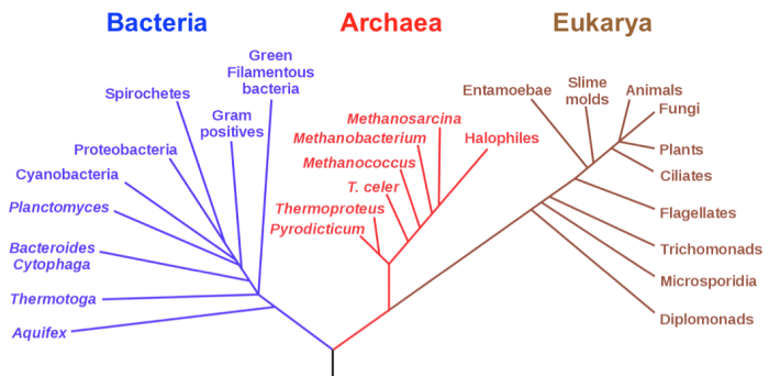 Creating phylogenetic trees from dna sequences answers