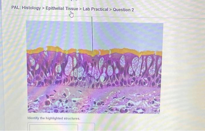 Pal histology epithelial tissue lab practical question 1