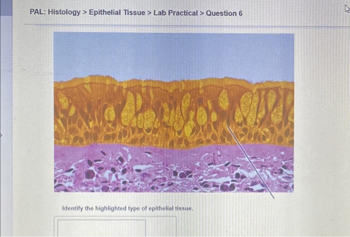 Question practical epithelial tissue lab identify part pal histology transcribed answer text show epithelium highlighted submit assignment mastering