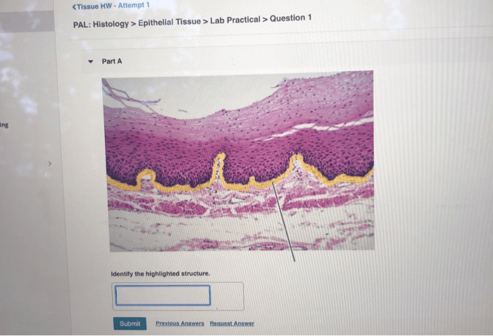 Pal histology epithelial tissue lab practical question 1