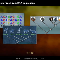 Creating phylogenetic trees from dna sequences answers