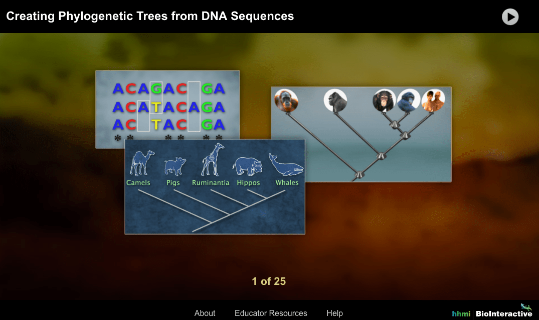 Creating phylogenetic trees from dna sequences answers